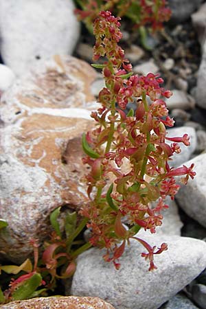 Rumex bucephalophorus \ Stierkopf-Ampfer / Horned Dock, Kreta/Crete Aradena - Schlucht / Gorge 4.4.2015