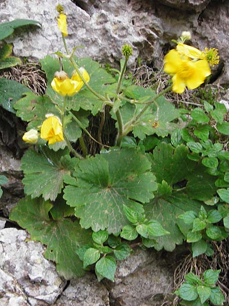 Ranunculus creticus \ Kretischer Hahnenfu� / Cretan Buttercup, Kreta/Crete Kotsifou - Schlucht / Gorge 2.4.2015