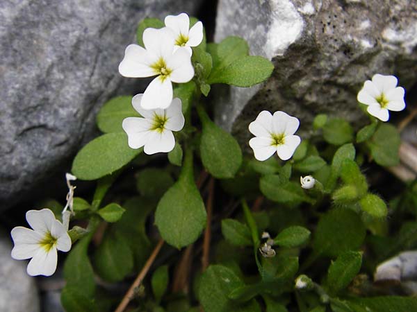 Malcolmia chia \ Chios-Meerviole / Chian Stock, Aegaean Stock, Kreta/Crete Aradena - Schlucht / Gorge 4.4.2015