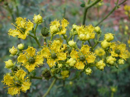 Ruta chalepensis \ Gefranste Raute, Aleppo-Raute / Egyptian Rue, Kreta/Crete Zakros - Schlucht / Gorge 8.4.2015
