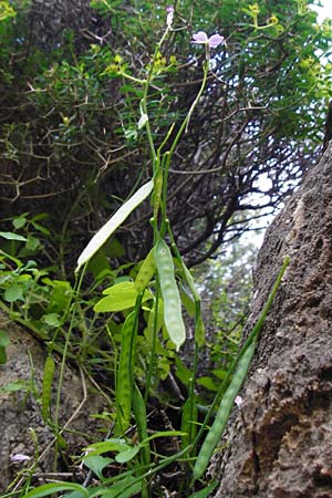 Ricotia cretica \ Kretische Ricotie / Ricotia, Kreta/Crete Perivolakia - Schlucht / Gorge 10.4.2015