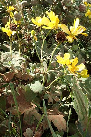 Ranunculus creticus \ Kretischer Hahnenfu� / Cretan Buttercup, Kreta/Crete Arhanes, Jouhtas 30.3.2015