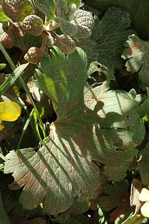 Ranunculus creticus \ Kretischer Hahnenfu� / Cretan Buttercup, Kreta/Crete Arhanes, Jouhtas 30.3.2015
