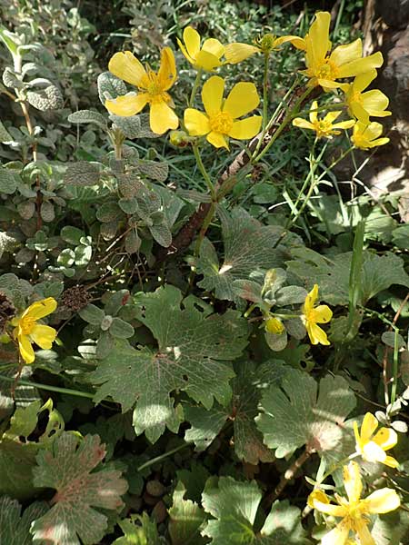 Ranunculus creticus \ Kretischer Hahnenfu� / Cretan Buttercup, Kreta/Crete Arhanes, Jouhtas 30.3.2015