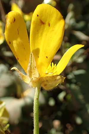 Ranunculus creticus \ Kretischer Hahnenfu� / Cretan Buttercup, Kreta/Crete Arhanes, Jouhtas 30.3.2015