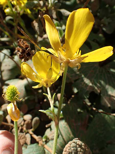 Ranunculus creticus \ Kretischer Hahnenfu� / Cretan Buttercup, Kreta/Crete Arhanes, Jouhtas 30.3.2015