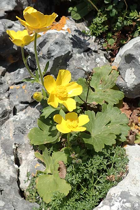 Ranunculus creticus \ Kretischer Hahnenfu� / Cretan Buttercup, Kreta/Crete Arhanes, Jouhtas 30.3.2015