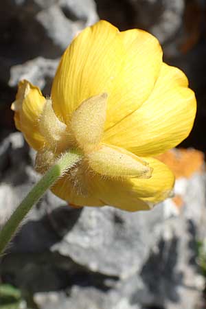 Ranunculus creticus \ Kretischer Hahnenfu� / Cretan Buttercup, Kreta/Crete Arhanes, Jouhtas 30.3.2015