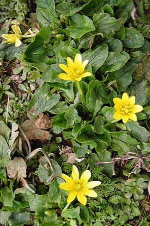 Ficaria grandiflora \ Grobltiges Scharbockskraut / Large-Flowered Celandine, Kreta/Crete Ideon Andron 2.4.2015