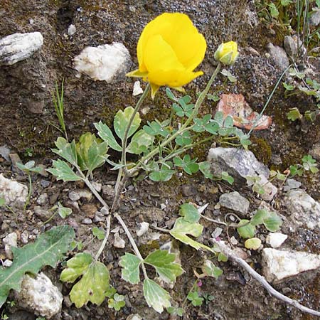 Ranunculus asiaticus var. flavus \ Asiatischer Hahnenfu� / Persian Buttercup, Turban Buttercup, Kreta/Crete Kavousi 11.4.2015