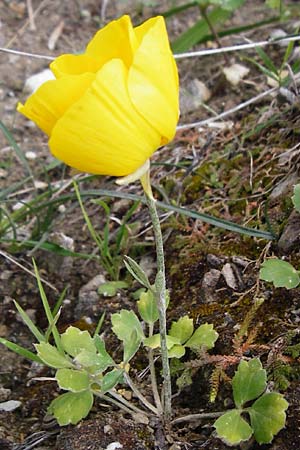 Ranunculus asiaticus var. flavus \ Asiatischer Hahnenfu� / Persian Buttercup, Turban Buttercup, Kreta/Crete Kavousi 11.4.2015