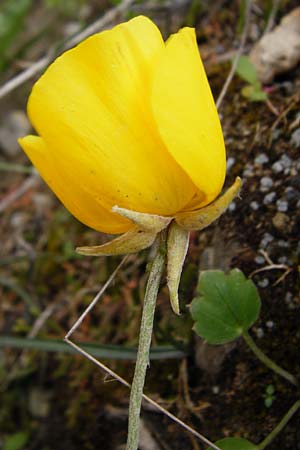 Ranunculus asiaticus var. flavus \ Asiatischer Hahnenfu� / Persian Buttercup, Turban Buttercup, Kreta/Crete Kavousi 11.4.2015