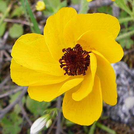 Ranunculus asiaticus var. flavus \ Asiatischer Hahnenfu� / Persian Buttercup, Turban Buttercup, Kreta/Crete Kavousi 11.4.2015