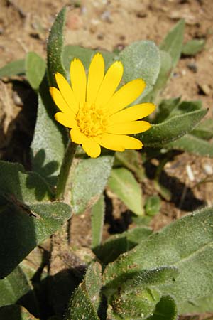 Calendula arvensis \ Acker-Ringelblume / Field Marigold, Kreta/Crete Arhanes, Jouhtas 30.3.2015