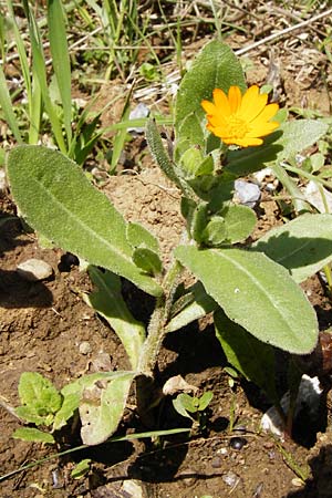 Calendula arvensis \ Acker-Ringelblume / Field Marigold, Kreta/Crete Arhanes, Jouhtas 30.3.2015