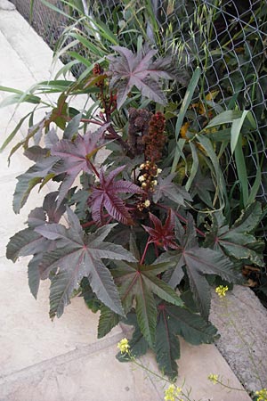 Ricinus communis \ Rizinus / Castor Oil-Plant, Kreta/Crete Sitia 8.4.2015
