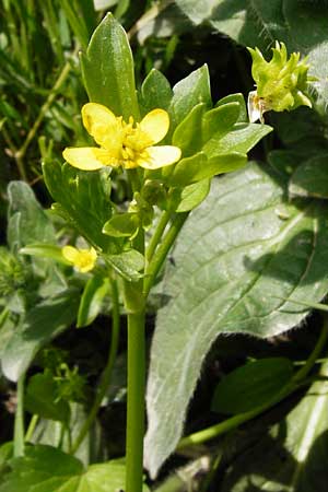 Ranunculus muricatus \ Stachelfr&uuml;chtiger Hahnenfu� / Rough-Fruited Buttercup, Kreta/Crete Preveli 3.4.2015