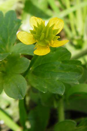 Ranunculus muricatus \ Stachelfr&uuml;chtiger Hahnenfu� / Rough-Fruited Buttercup, Kreta/Crete Preveli 3.4.2015