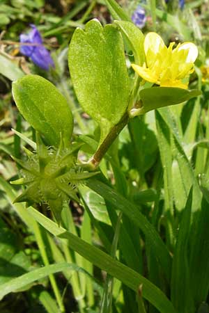 Ranunculus muricatus \ Stachelfr&uuml;chtiger Hahnenfu� / Rough-Fruited Buttercup, Kreta/Crete Preveli 3.4.2015