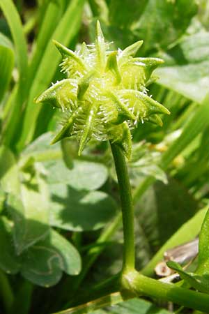 Ranunculus muricatus \ Stachelfr&uuml;chtiger Hahnenfu� / Rough-Fruited Buttercup, Kreta/Crete Preveli 3.4.2015