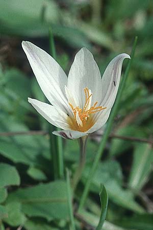 Crocus laevigatus \ Glatter Krokus / Winter Crocus, Kreta/Crete Arhanes, Jouhtas 4.1.1999