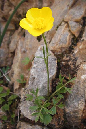 Ranunculus paludosus \ Kerbel-Hahnenfu�, T&uuml;mpel-Hahnenfu� / Fan-Leaved Buttercup, Jersey Buttercup, Kreta/Crete Arhanes, Jouhtas 30.3.2015