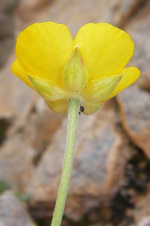 Ranunculus paludosus \ Kerbel-Hahnenfu�, T&uuml;mpel-Hahnenfu� / Fan-Leaved Buttercup, Jersey Buttercup, Kreta/Crete Arhanes, Jouhtas 30.3.2015