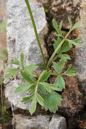 Ranunculus paludosus \ Kerbel-Hahnenfu�, T&uuml;mpel-Hahnenfu� / Fan-Leaved Buttercup, Jersey Buttercup, Kreta/Crete Arhanes, Jouhtas 30.3.2015
