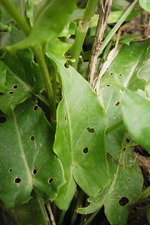 Rumex tuberosus subsp. creticus \ Kretischer Sauer-Ampfer / Cretan Dock, Tuberous-Rooted Dock, Kreta/Crete Kotsifou - Schlucht / Gorge 2.4.2015