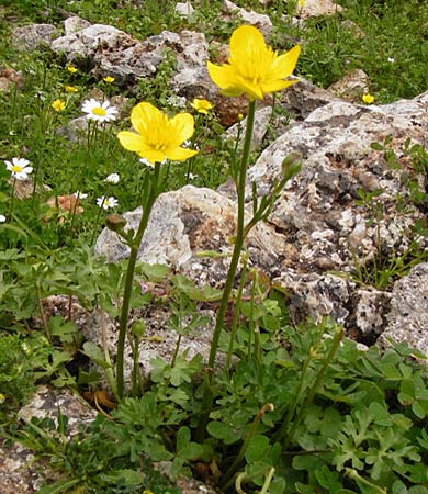 Ranunculus gracilis \ Zierlicher Hahnenfu� / Gracile Buttercup, Kreta/Crete Aradena 4.4.2015