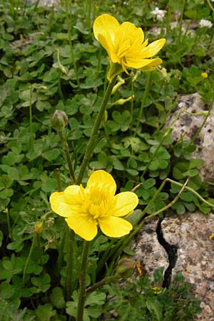 Ranunculus gracilis \ Zierlicher Hahnenfu� / Gracile Buttercup, Kreta/Crete Aradena 4.4.2015