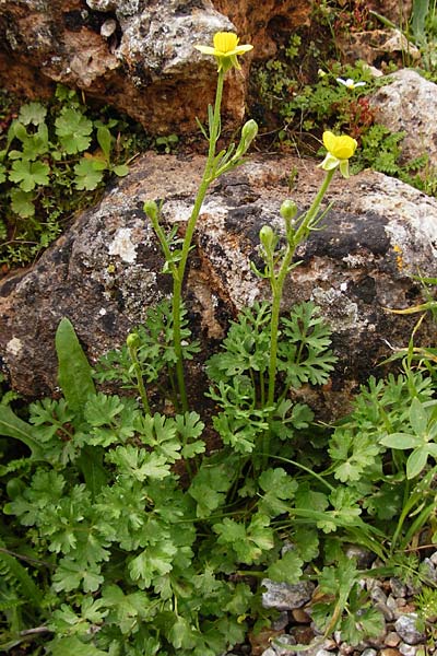 Ranunculus gracilis \ Zierlicher Hahnenfu� / Gracile Buttercup, Kreta/Crete Aradena 4.4.2015