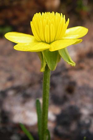 Ranunculus gracilis \ Zierlicher Hahnenfu� / Gracile Buttercup, Kreta/Crete Aradena 4.4.2015