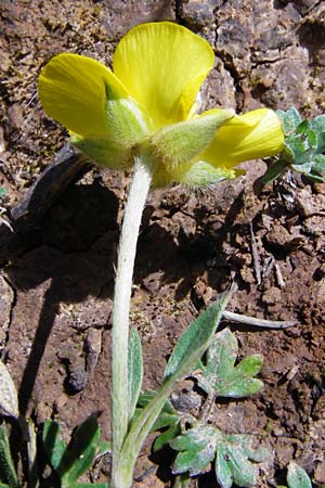Ranunculus paludosus \ Kerbel-Hahnenfu�, T&uuml;mpel-Hahnenfu� / Fan-Leaved Buttercup, Jersey Buttercup, Kreta/Crete Arhanes, Jouhtas 30.3.2015