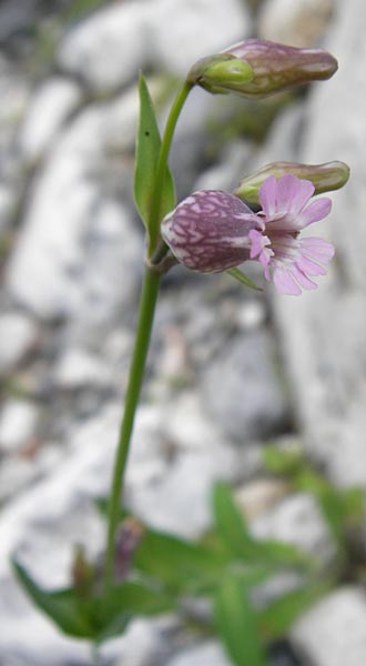 Silene behen \ Haarloses Leimkraut / Hairless Catchfly, Kreta/Crete Aradena - Schlucht / Gorge 4.4.2015