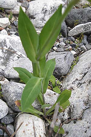 Silene behen \ Haarloses Leimkraut / Hairless Catchfly, Kreta/Crete Aradena - Schlucht / Gorge 4.4.2015