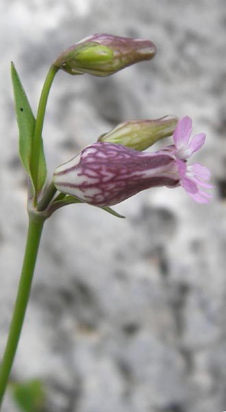 Silene behen \ Haarloses Leimkraut / Hairless Catchfly, Kreta/Crete Aradena - Schlucht / Gorge 4.4.2015