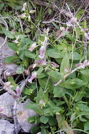 Silene behen \ Haarloses Leimkraut / Hairless Catchfly, Kreta/Crete Perivolakia - Schlucht / Gorge 10.4.2015