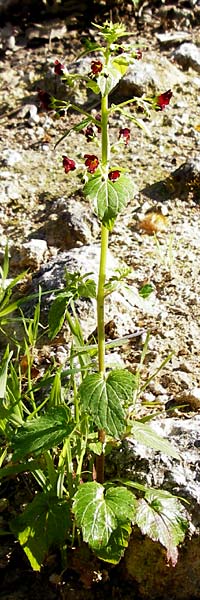 Scrophularia peregrina \ Mittelmeer-Braunwurz, Nesselbl&auml;ttrige Braunwurz / Mediterranean Figwort, Kreta/Crete Agios Vasilios 1.4.2015