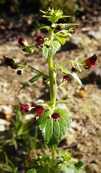 Scrophularia peregrina \ Mittelmeer-Braunwurz, Nesselbl&auml;ttrige Braunwurz / Mediterranean Figwort, Kreta/Crete Agios Vasilios 1.4.2015