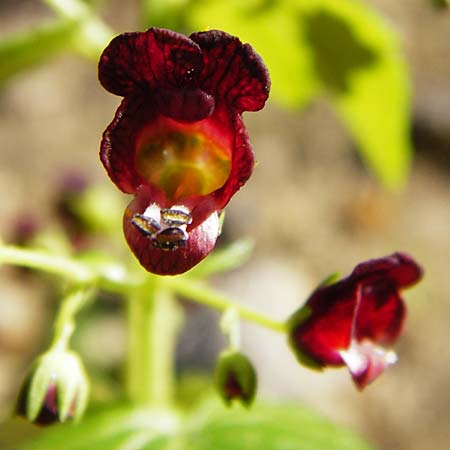 Scrophularia peregrina \ Mittelmeer-Braunwurz, Nesselbl&auml;ttrige Braunwurz / Mediterranean Figwort, Kreta/Crete Agios Vasilios 1.4.2015