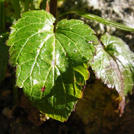 Scrophularia peregrina \ Mittelmeer-Braunwurz, Nesselbl&auml;ttrige Braunwurz / Mediterranean Figwort, Kreta/Crete Agios Vasilios 1.4.2015