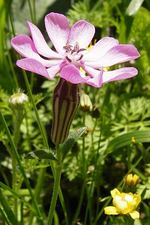 Silene colorata \ Farbiges Leimkraut / Mediterranean Catchfly, Kreta/Crete Preveli 3.4.2015