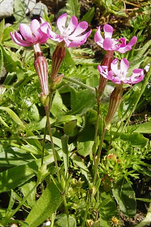 Silene colorata \ Farbiges Leimkraut / Mediterranean Catchfly, Kreta/Crete Preveli 3.4.2015