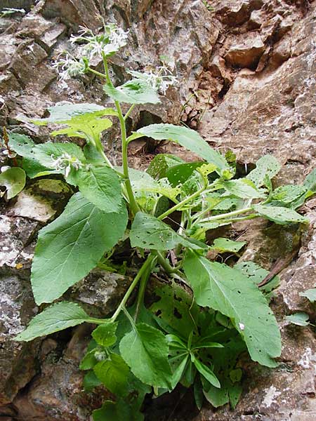 Symphytum creticum \ Kreta-Beinwell / Cretan Gorge Comfrey, Kreta/Crete Aradena - Schlucht / Gorge 4.4.2015