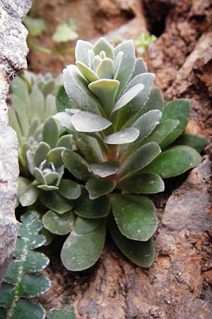 Rosularia serrata \ Ges&auml;gte Rosularia / Serrate Rosularia, Kreta/Crete Aradena - Schlucht / Gorge 4.4.2015