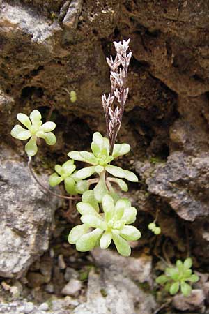 Sedum creticum \ Kretischer Mauerpfeffer / Cretan Stonecrop, Kreta/Crete Aradena - Schlucht / Gorge 4.4.2015