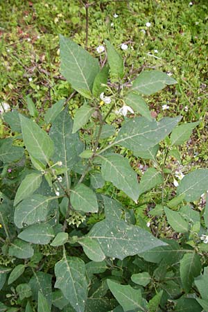 Solanum chenopodioides \ Gnsefublttriger Nachtschatten, Zierlicher Nachtschatten / Whitetip Nightshade, Goosefoot Nightshade, Kreta/Crete Aradena - Schlucht / Gorge 4.4.2015