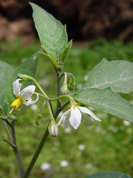 Solanum chenopodioides \ Gnsefublttriger Nachtschatten, Zierlicher Nachtschatten / Whitetip Nightshade, Goosefoot Nightshade, Kreta/Crete Aradena - Schlucht / Gorge 4.4.2015