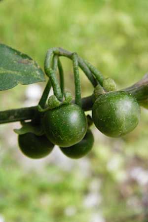 Solanum chenopodioides \ Gnsefublttriger Nachtschatten, Zierlicher Nachtschatten / Whitetip Nightshade, Goosefoot Nightshade, Kreta/Crete Aradena - Schlucht / Gorge 4.4.2015